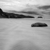 Lachtan novozelandsky - Phocarctos hookeri - New Zealand sea lion - whakahao 0220bwa